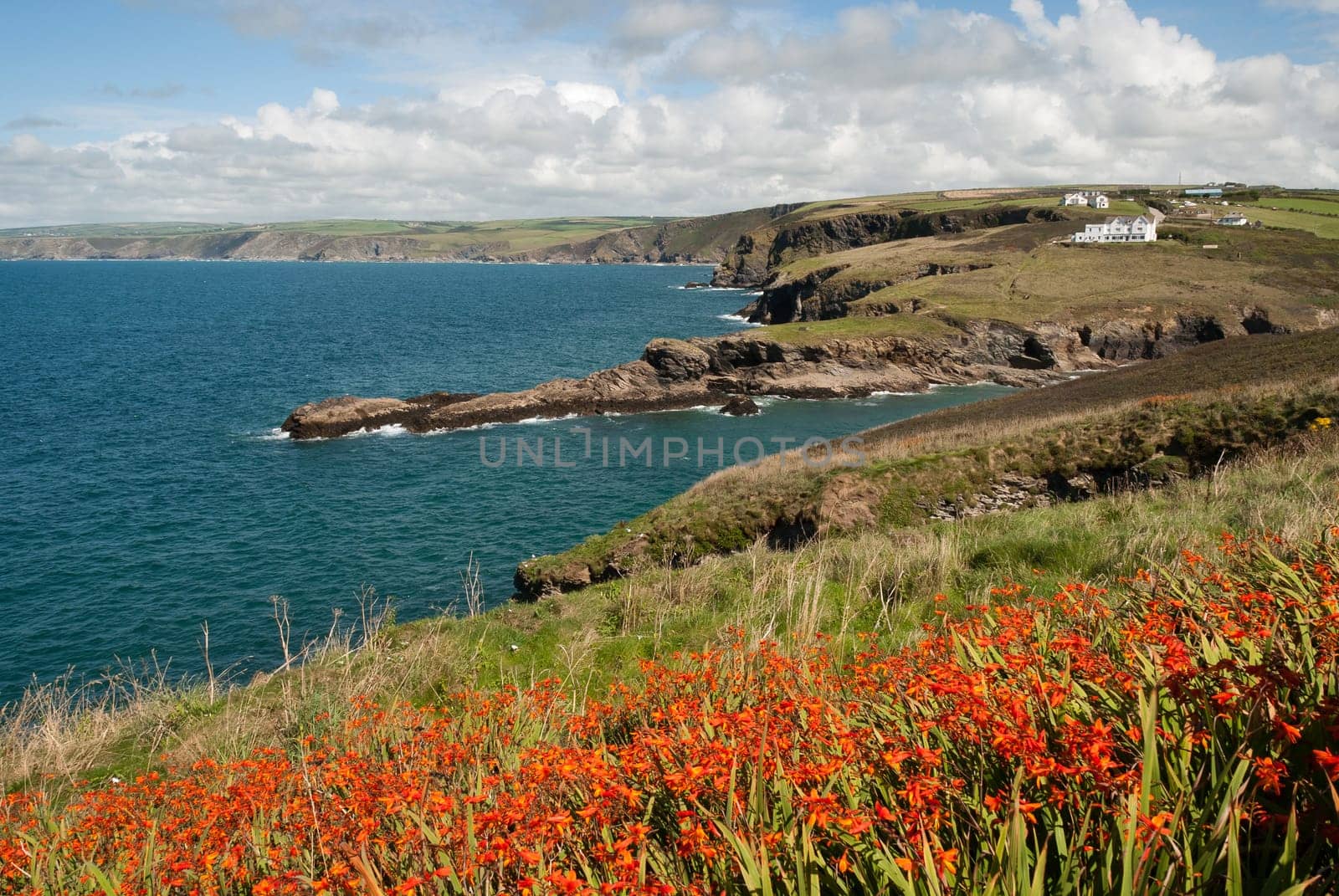 seascape with flowers in Port Isaac in Cornwall