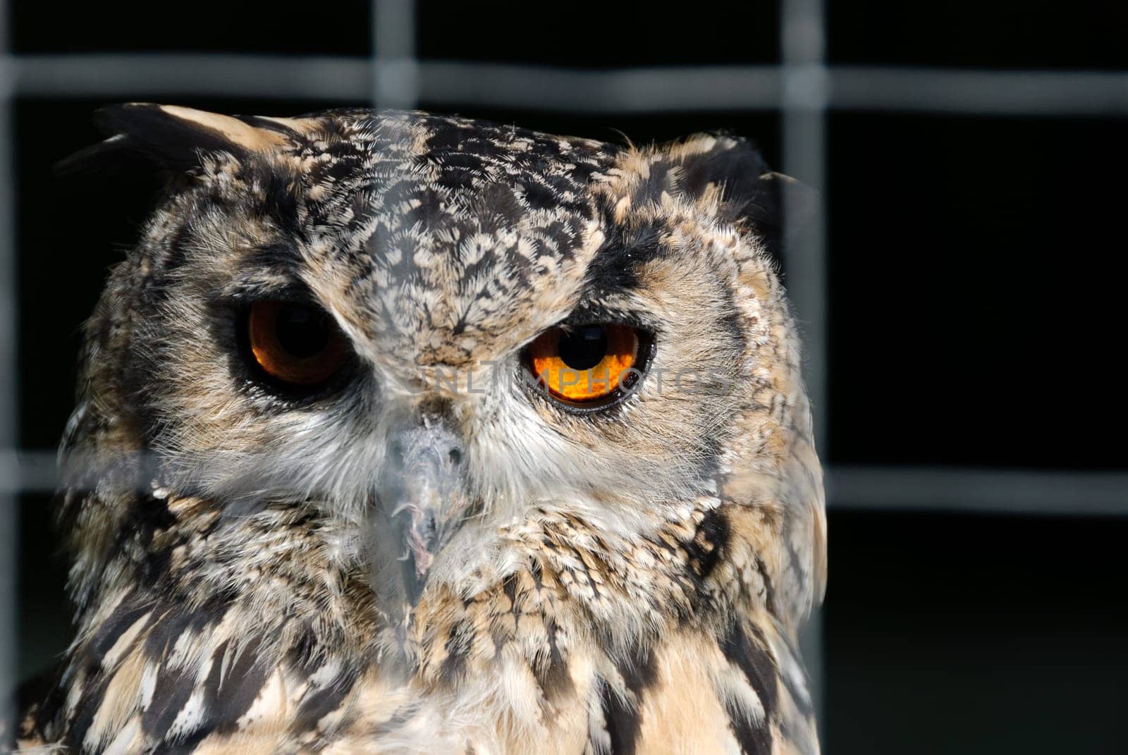 first floor of an owl in a cage in Cornwall