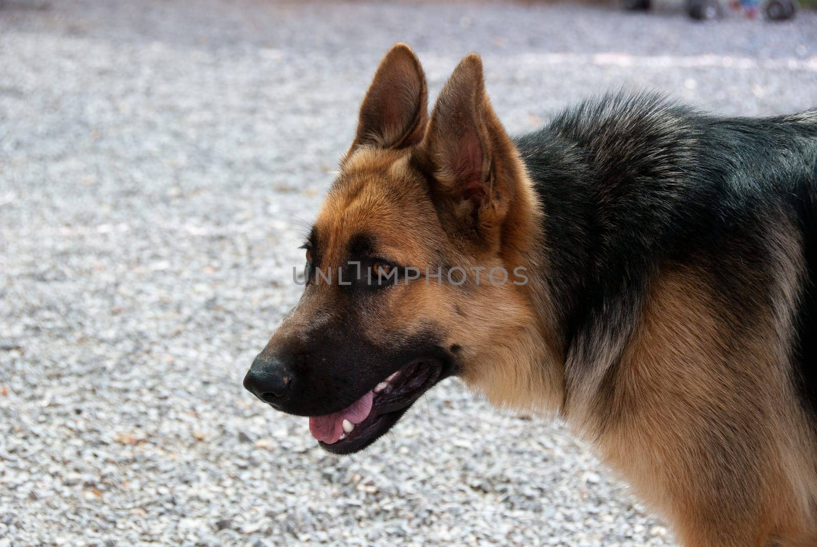 German shepherd puppy photographed in profile