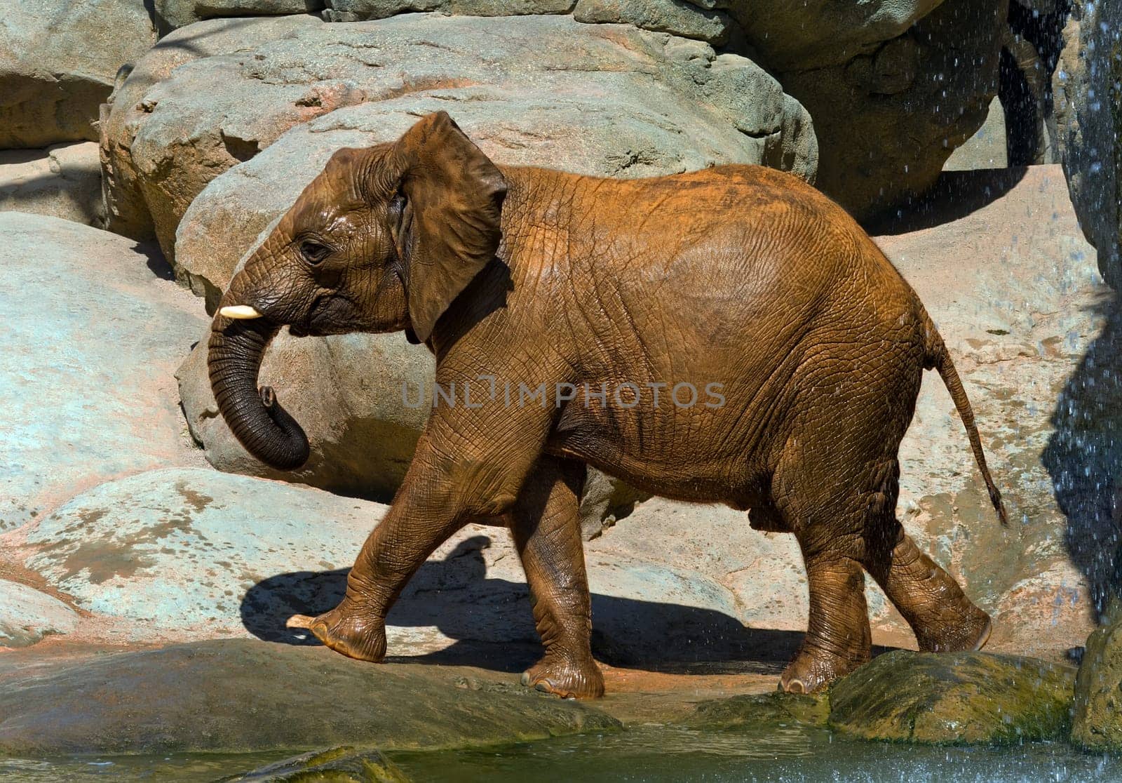 African elephant, recently bathed. Taken Bioparc Valencia, Spain.