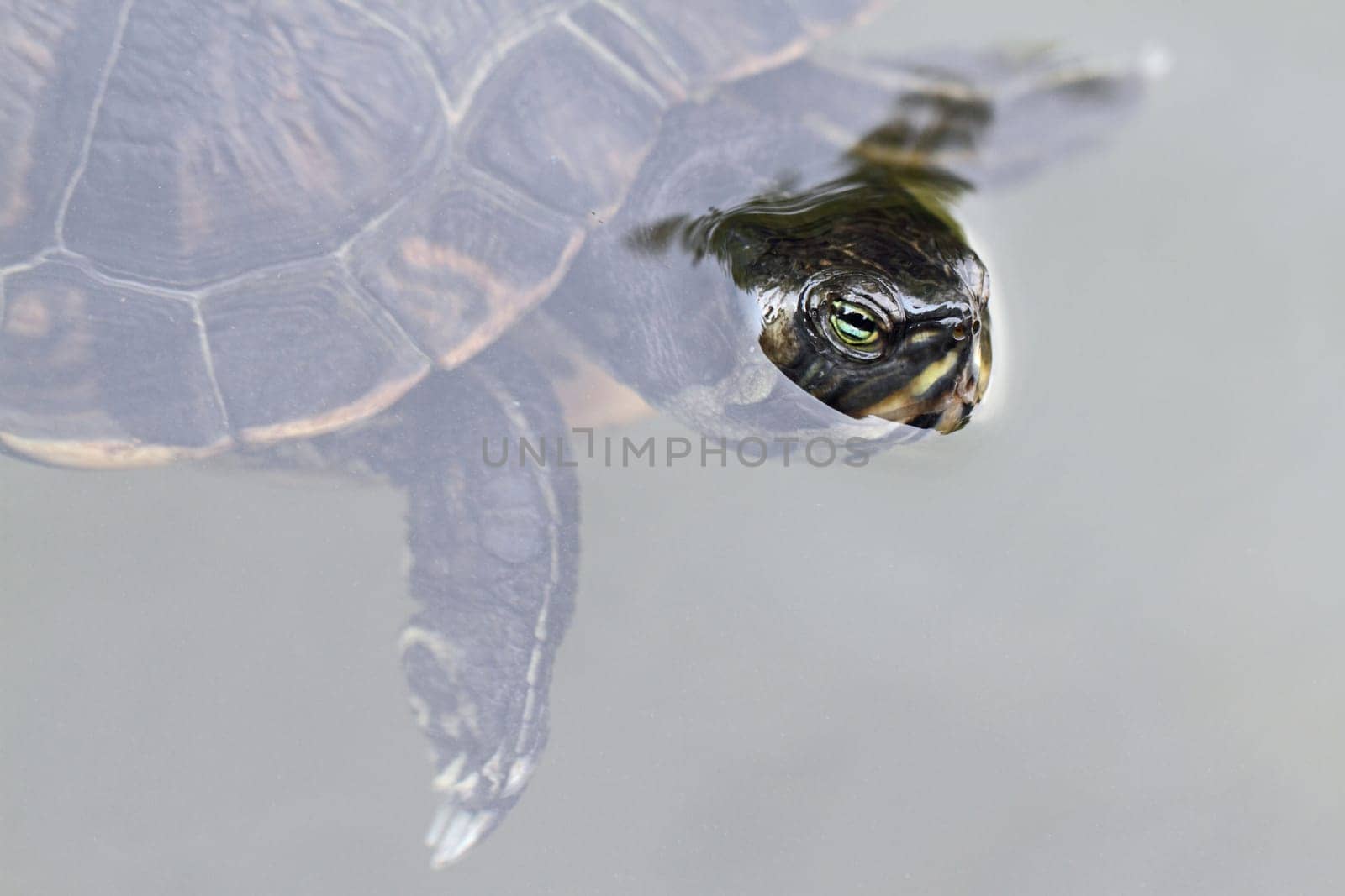 details of a Red Eared Slider Turtle