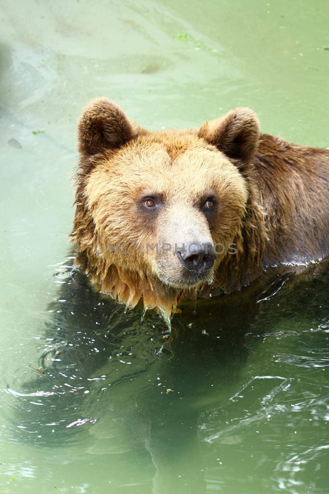 Bear fun