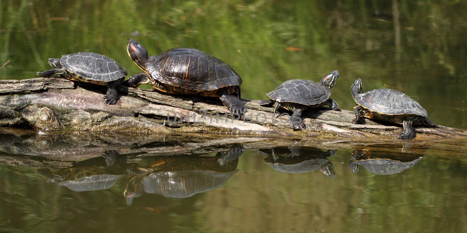 details of a Red Eared Slider Turtle