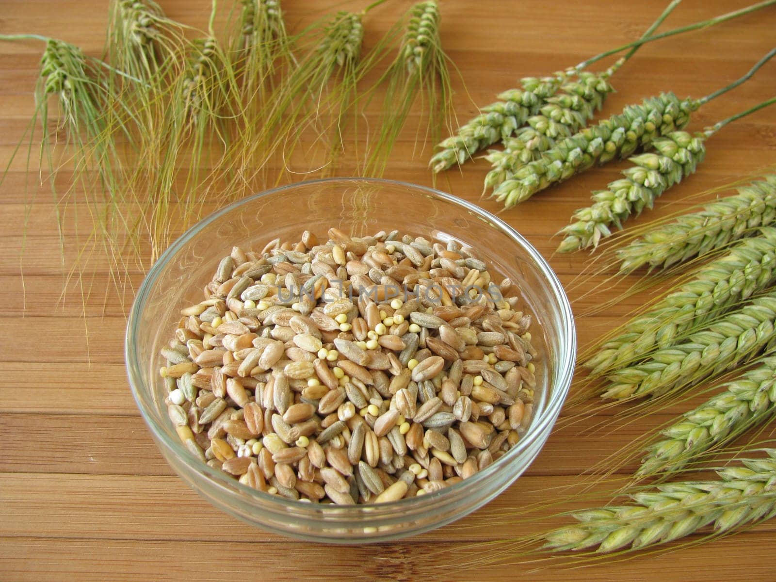 Cereal grains and ears of grain