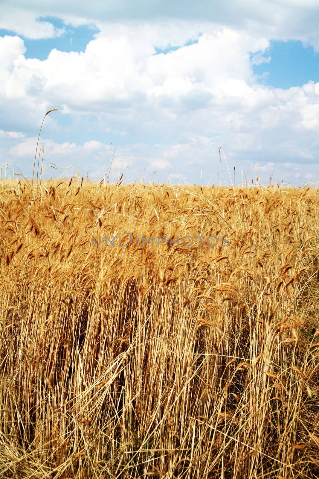Wheat field against a blue sky