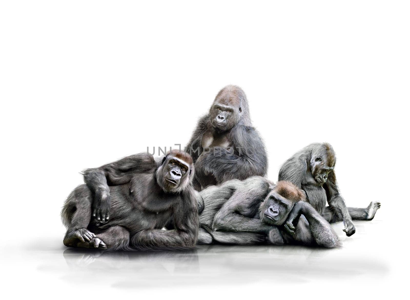 Gang of monkeys