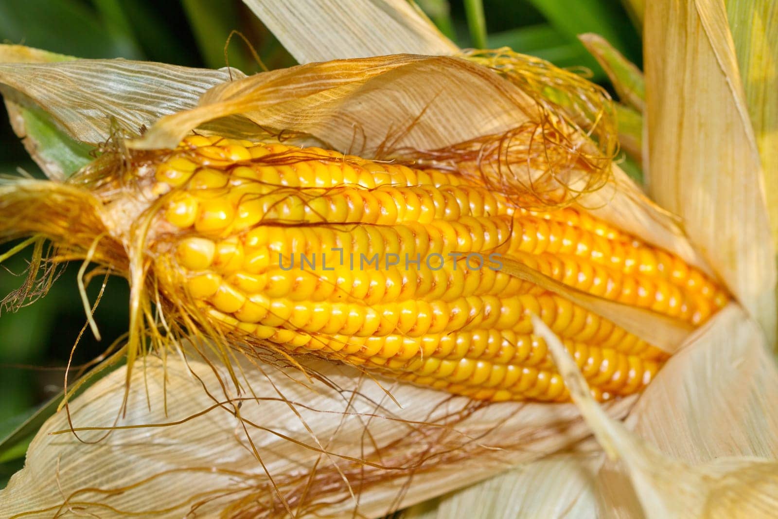Fresh corn on the cob