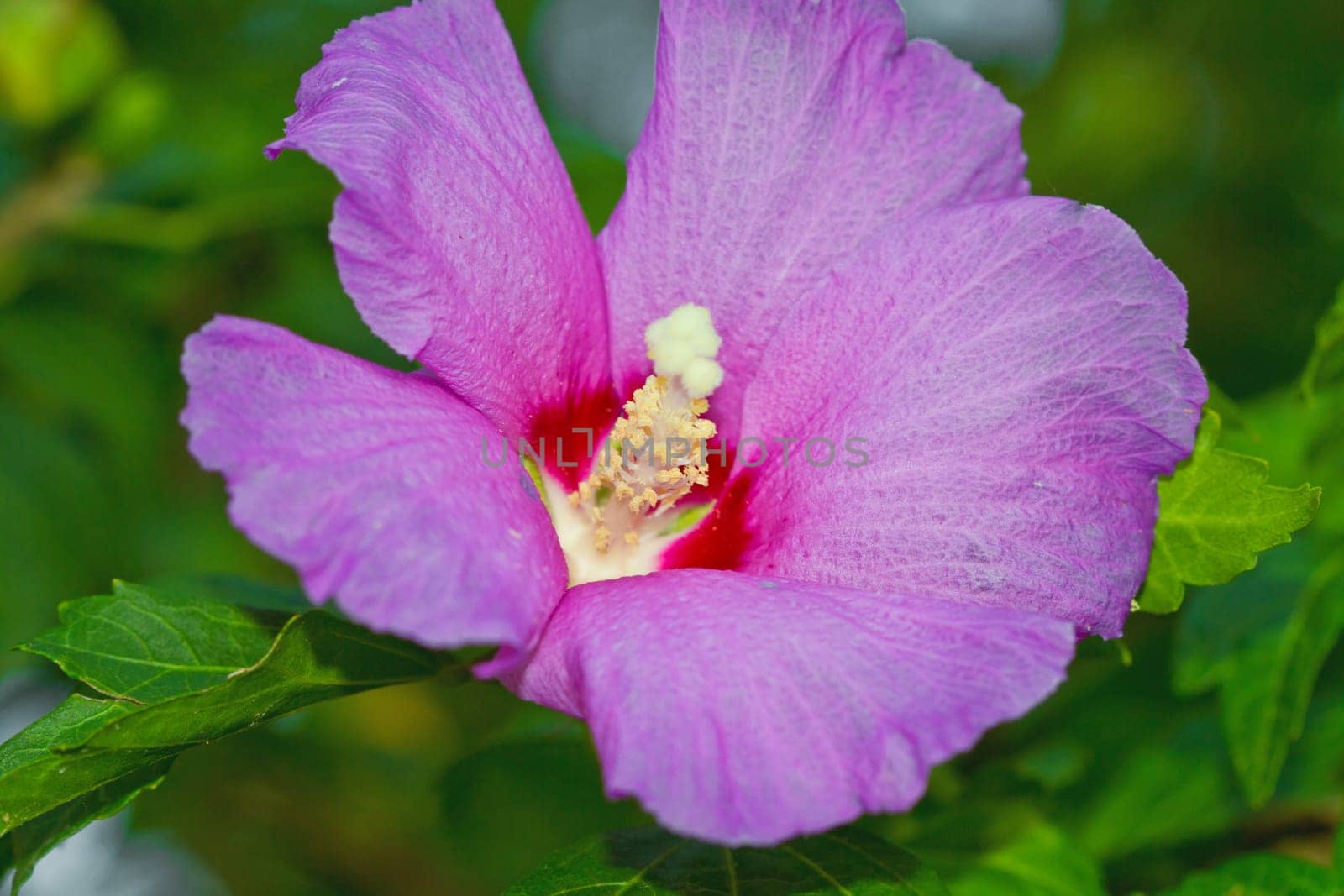 lilac flower on green background