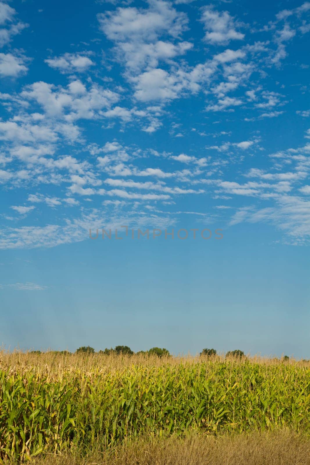 corn field