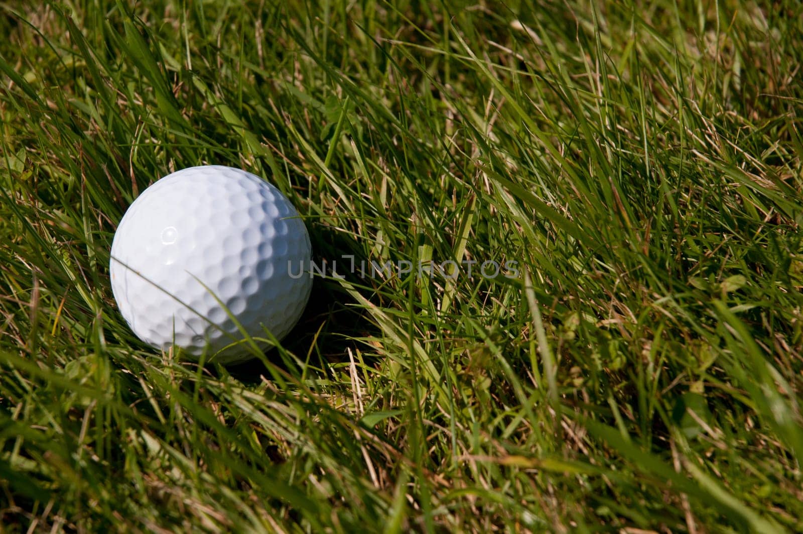 Detail of Golf Ball in the Rough