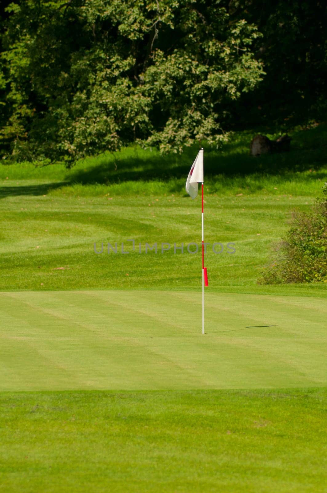 Golf Course in Forest - Golf Green With Flag