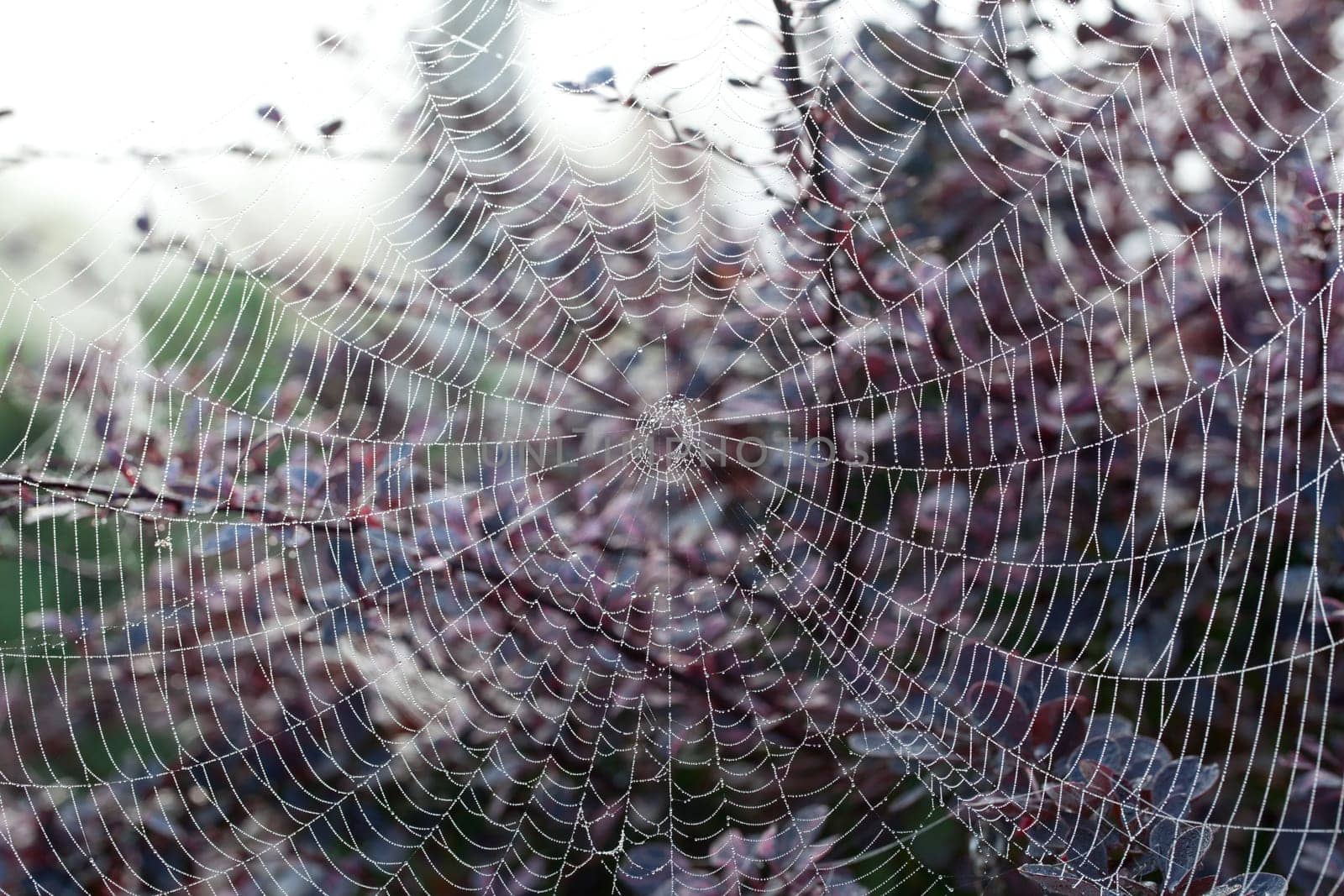 Dew drops on the strands of a silky spiders web with out of focus flowers in the background
