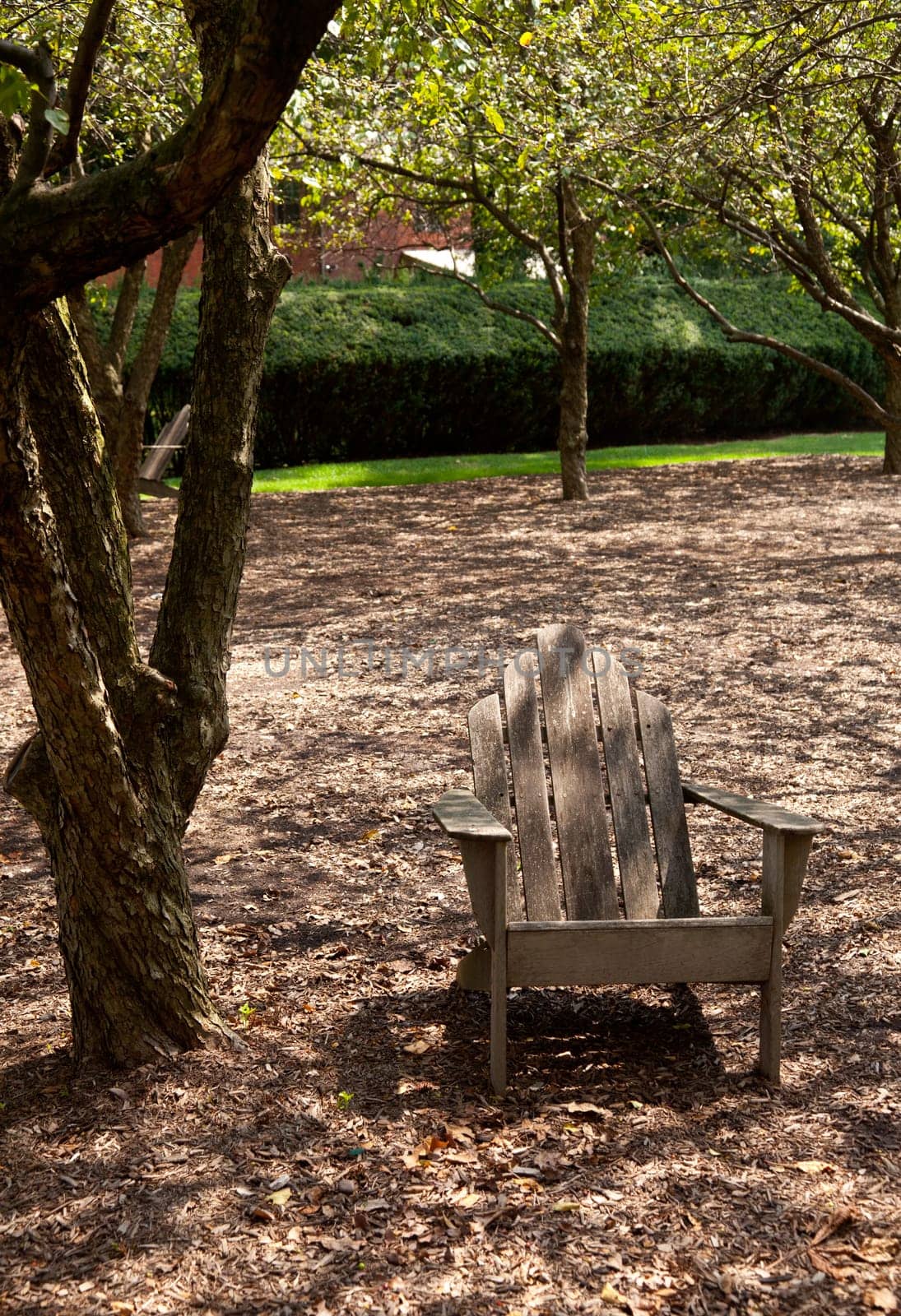 Single wooden adirondack chair in the shade of an old tree