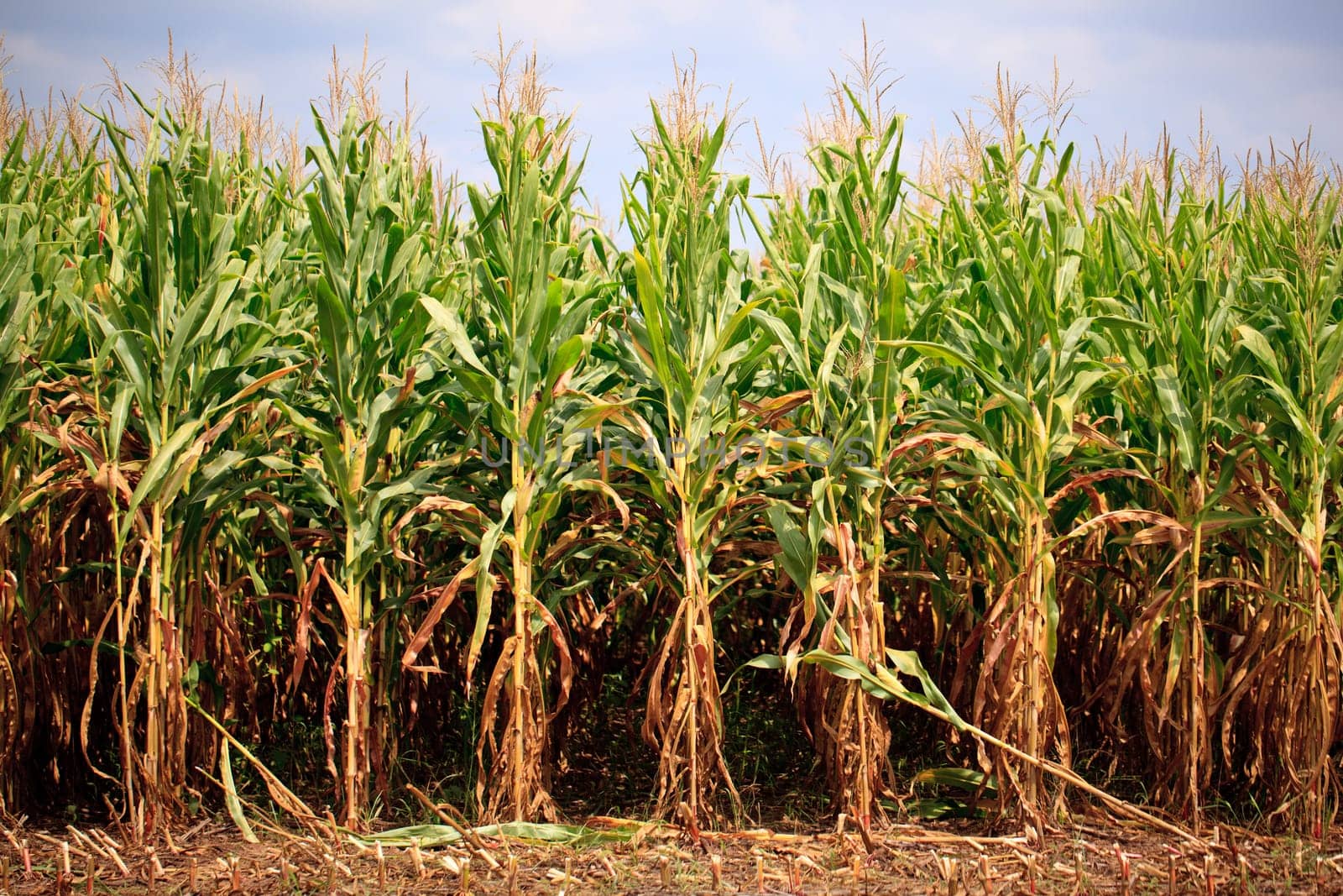 Field of corn being harvested in the late summer