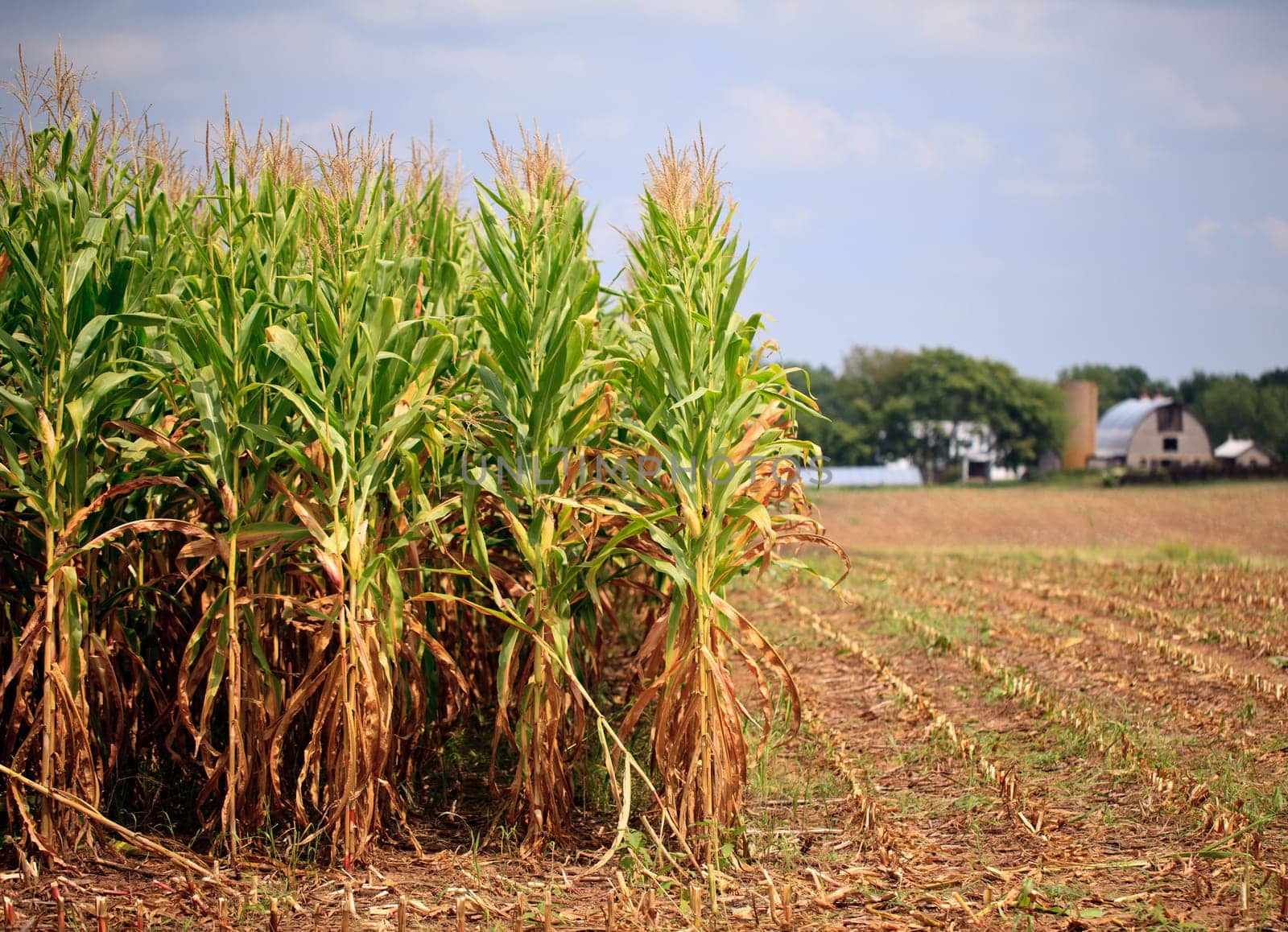 Field of corn being harvested in the late summer