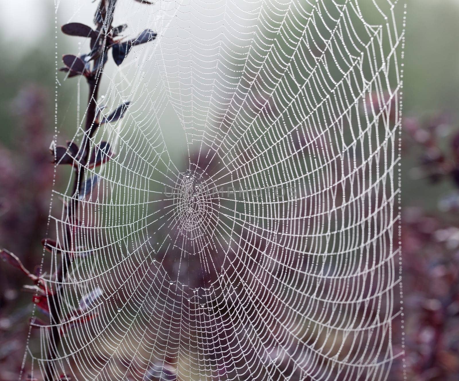 Dew drops on the strands of a silky spiders web with out of focus flowers in the background