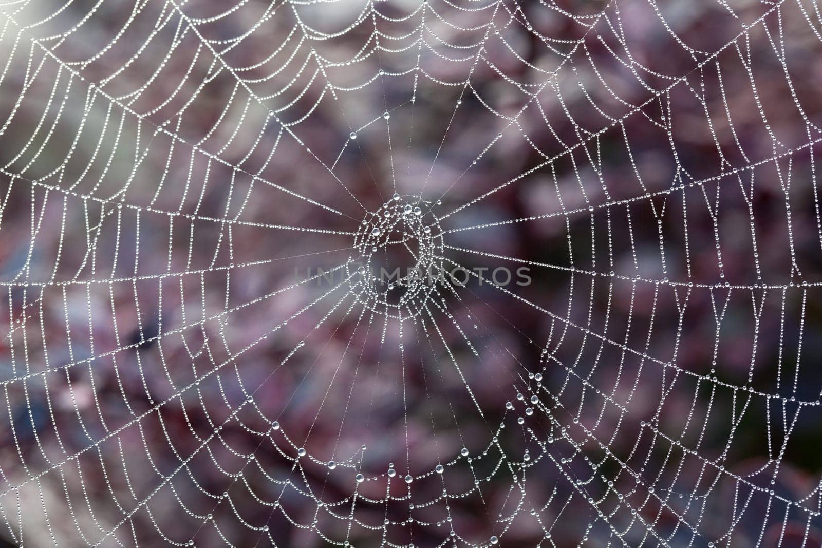 Dew drops on the strands of a silky spiders web with out of focus flowers in the background