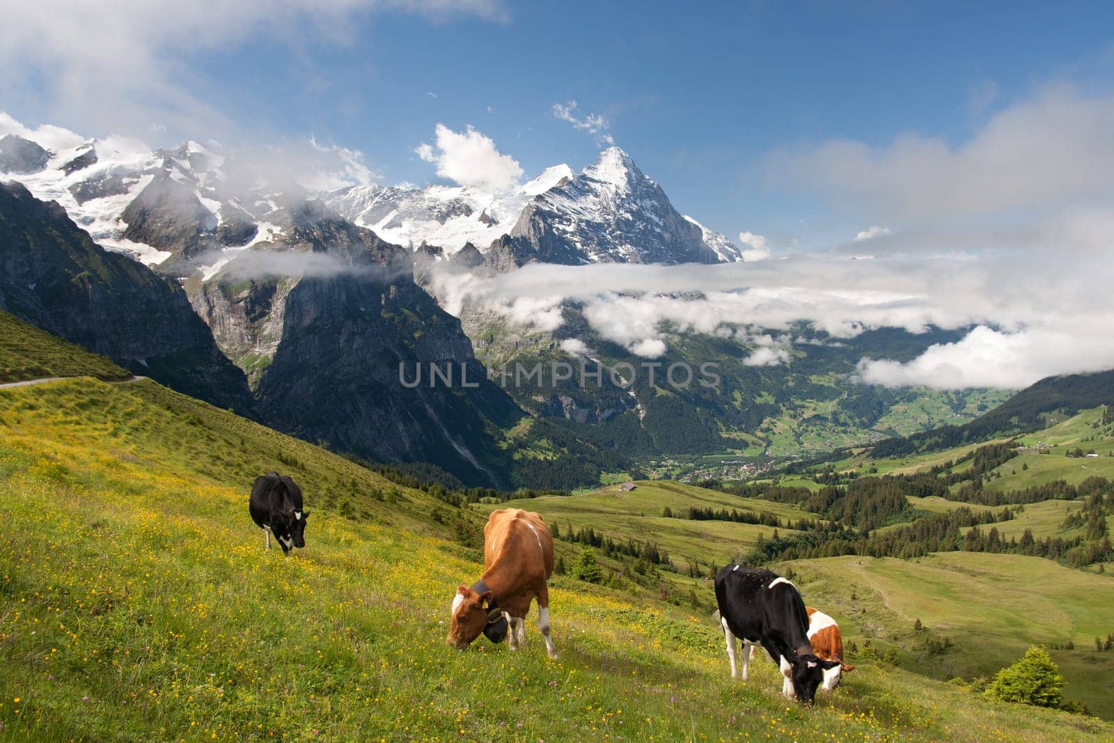 Eiger, Schreckhorn and neighborhood in Berner Alpen, Switzerland