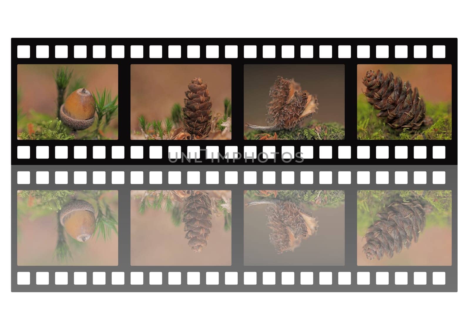 Filmstrip Forest