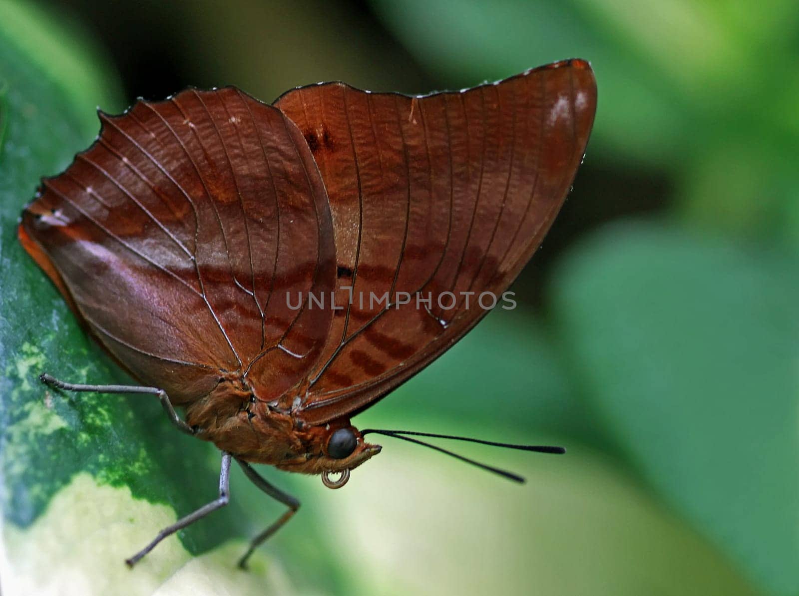 The Common Palmfly