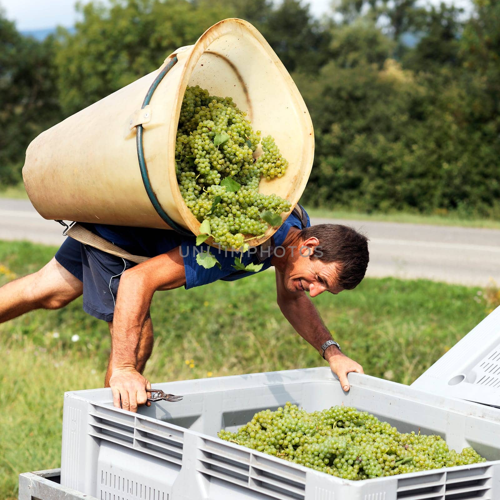 farmer harvesting the grapes during the harvest in France