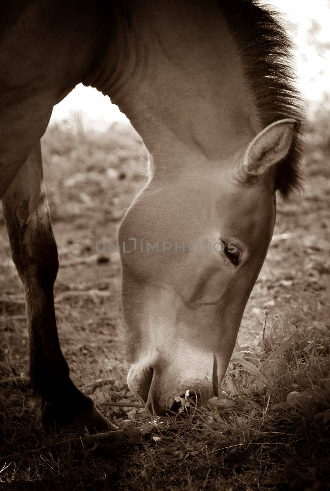 Przewalski's horse eating