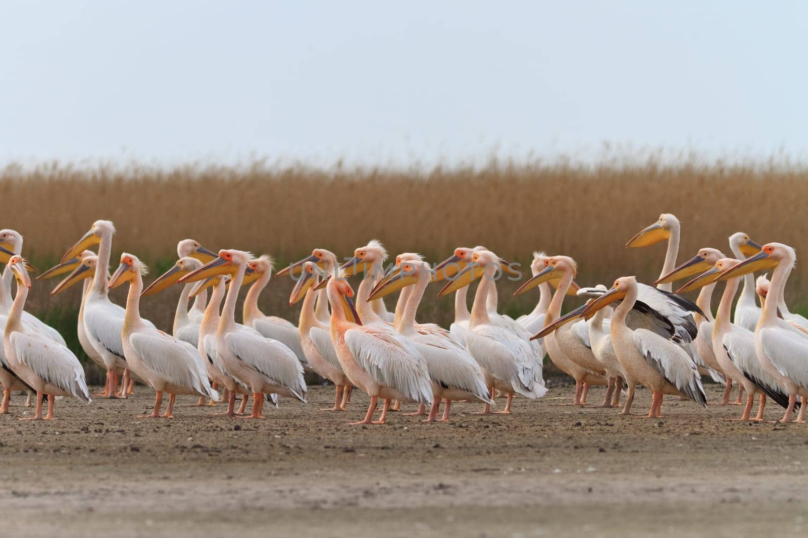 white pelicans in the Danube Delta, Romania