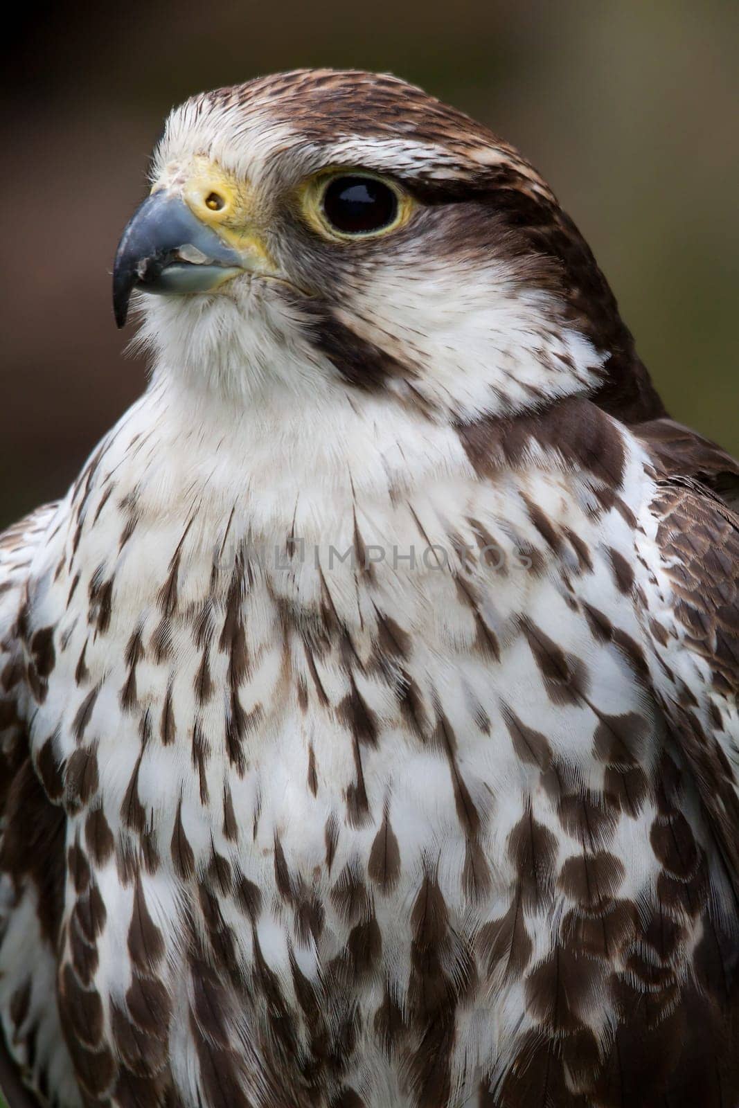 Laggar Falcon