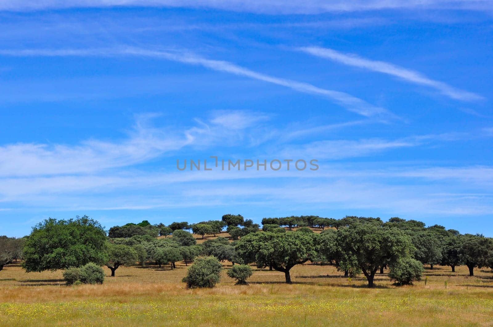 Rural landscape in Alentejo, Portugal