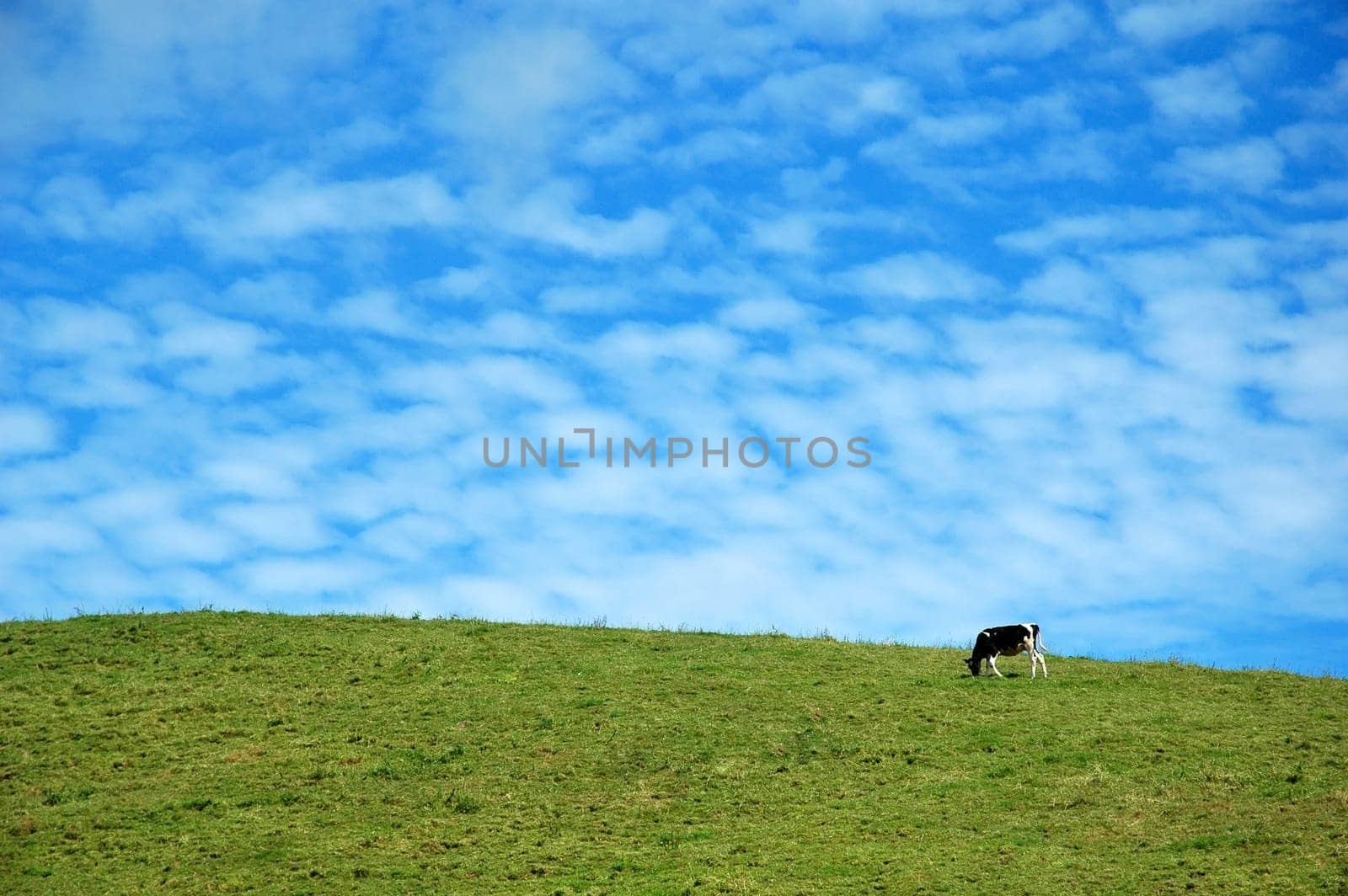 A cow eating grass with a blue sky behind in Azores, Portugal