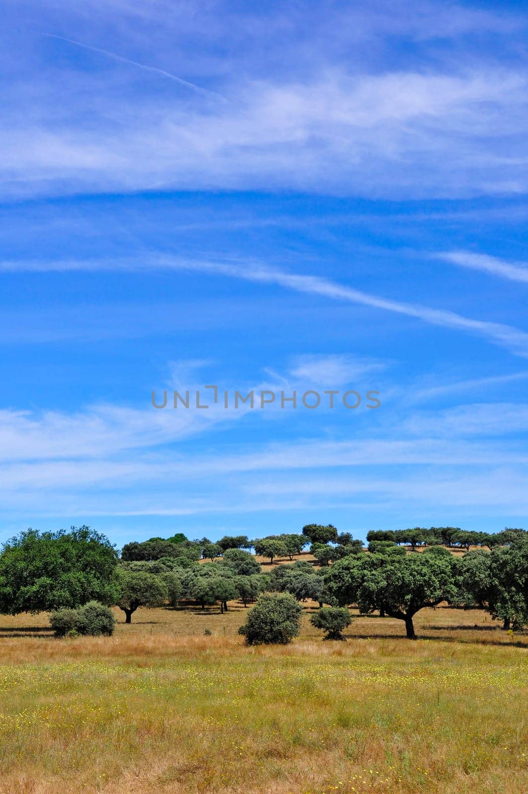 Rural landscape in Alentejo, Portugal