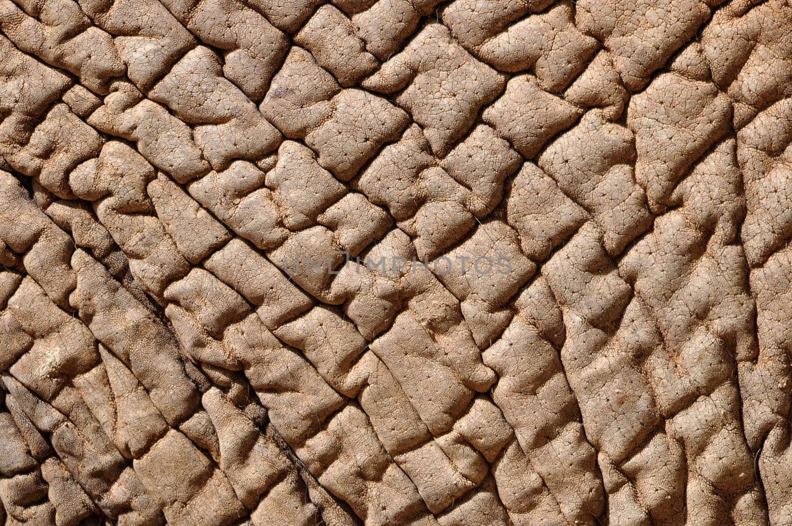 Close up of an Elephant skin. Can be used for the concept of dry skin.