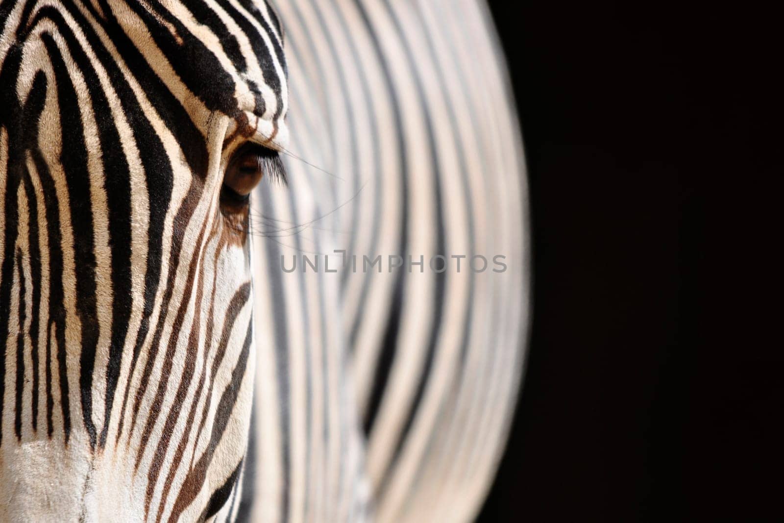 Zebra detail on a black background