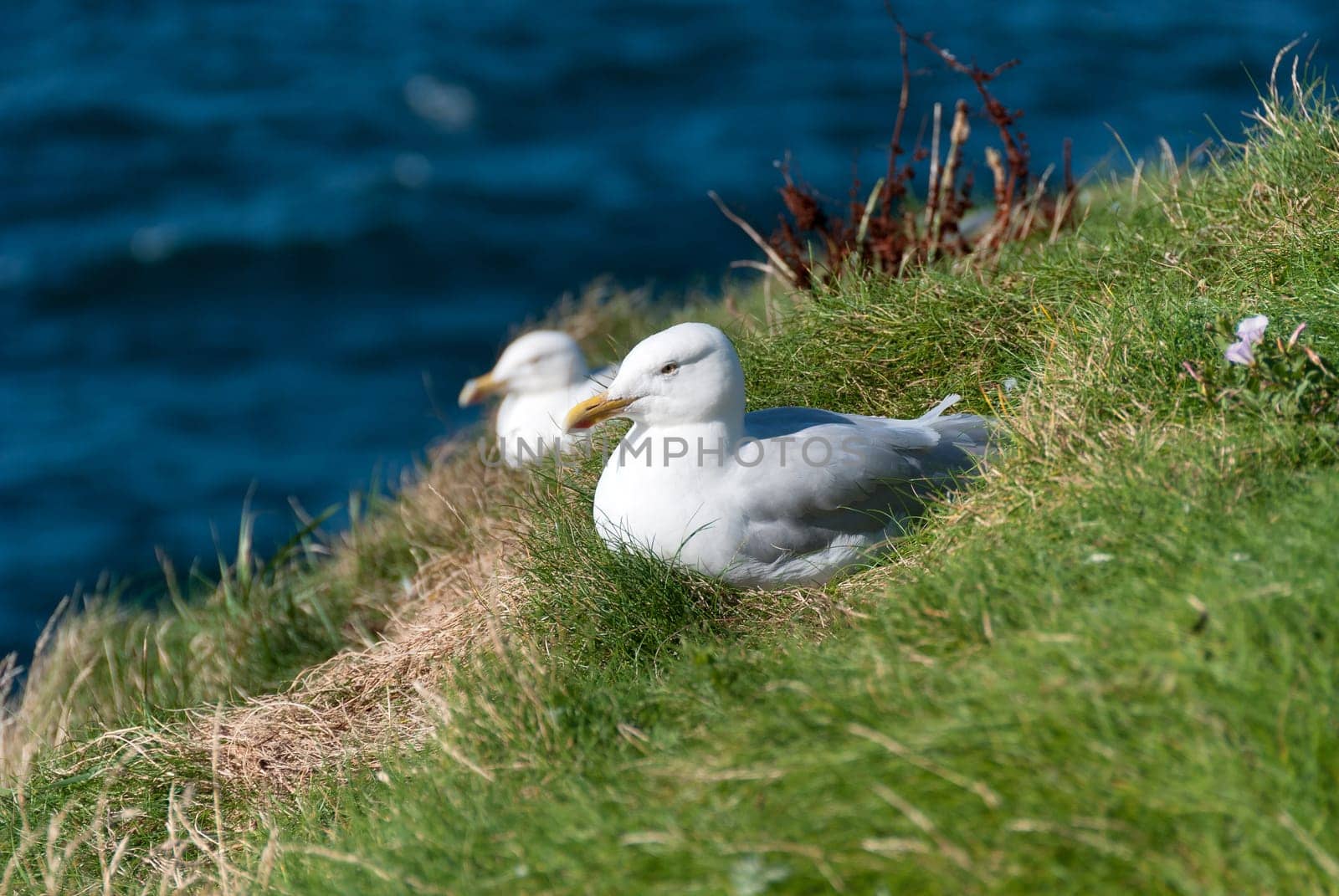 Seagulls in Port Isaac in Cornwall