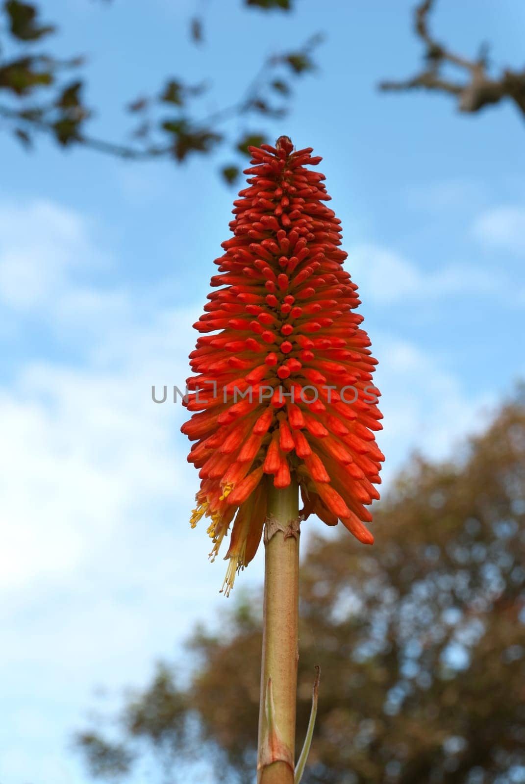 red hot poker flower in Cornwall