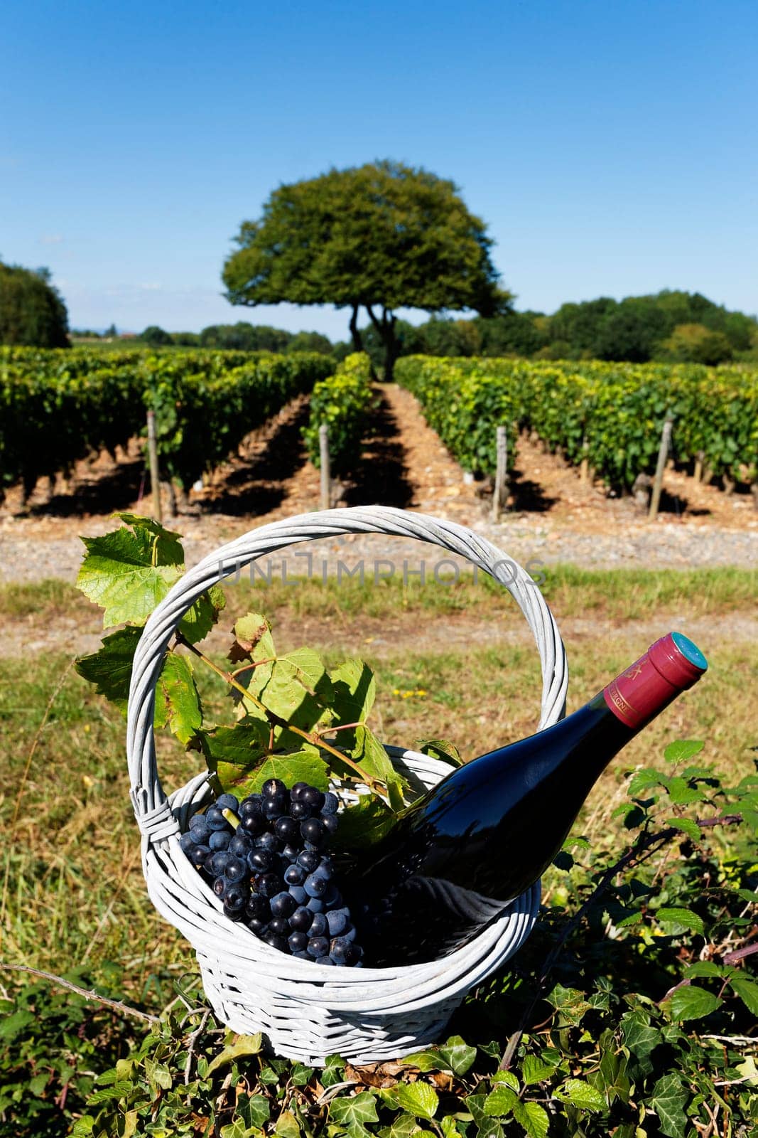 bottle of wine and grappes in basket