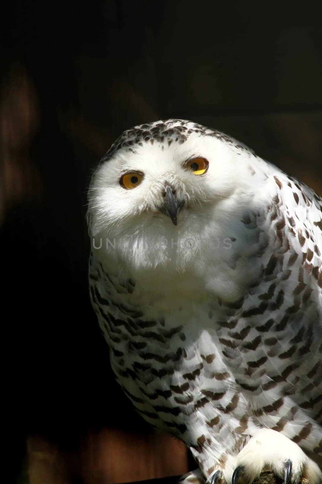 Snowy owl