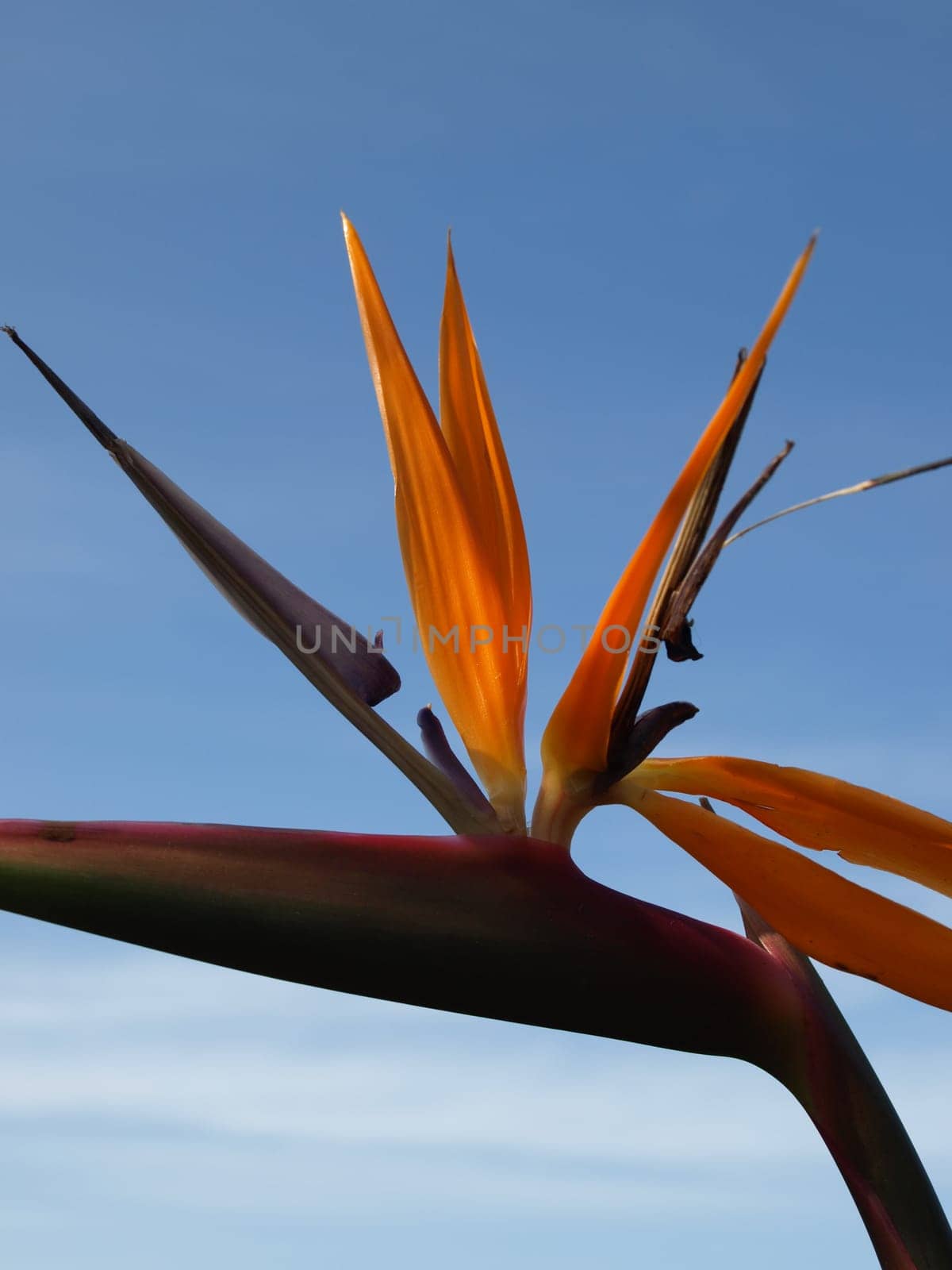 Strelitzia Bird of Paradise Flower