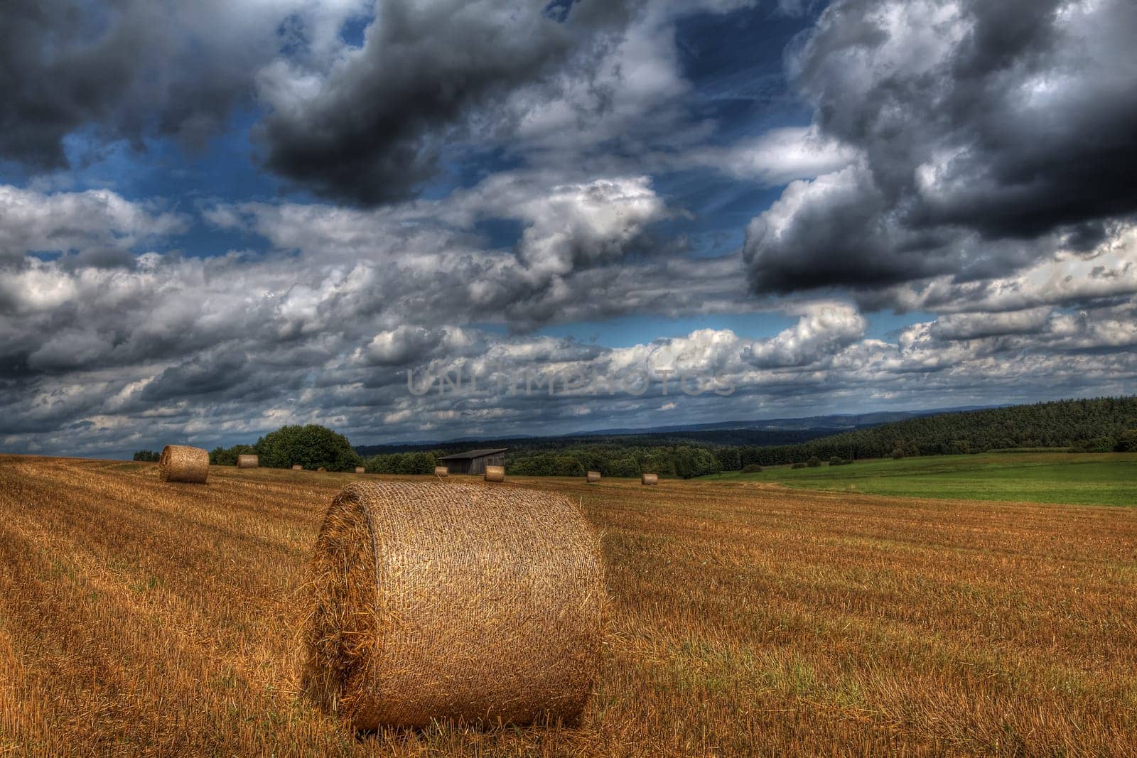 Harvested