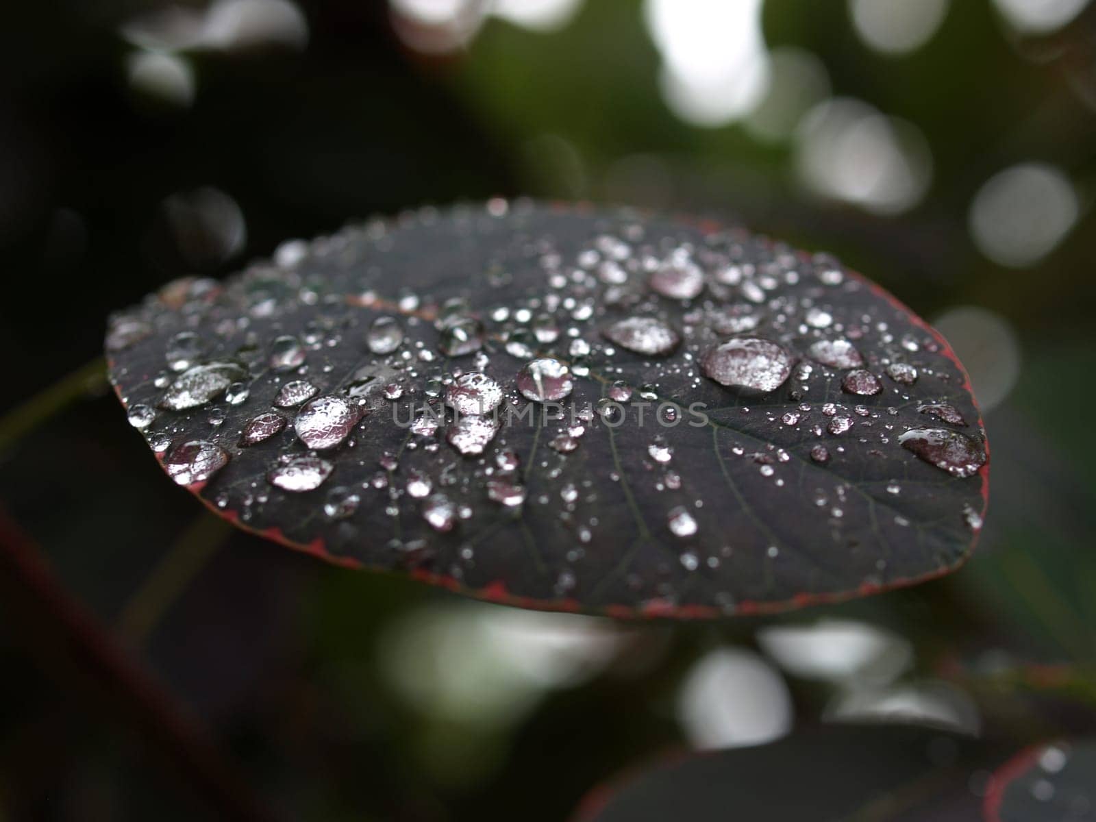 Waterdrop