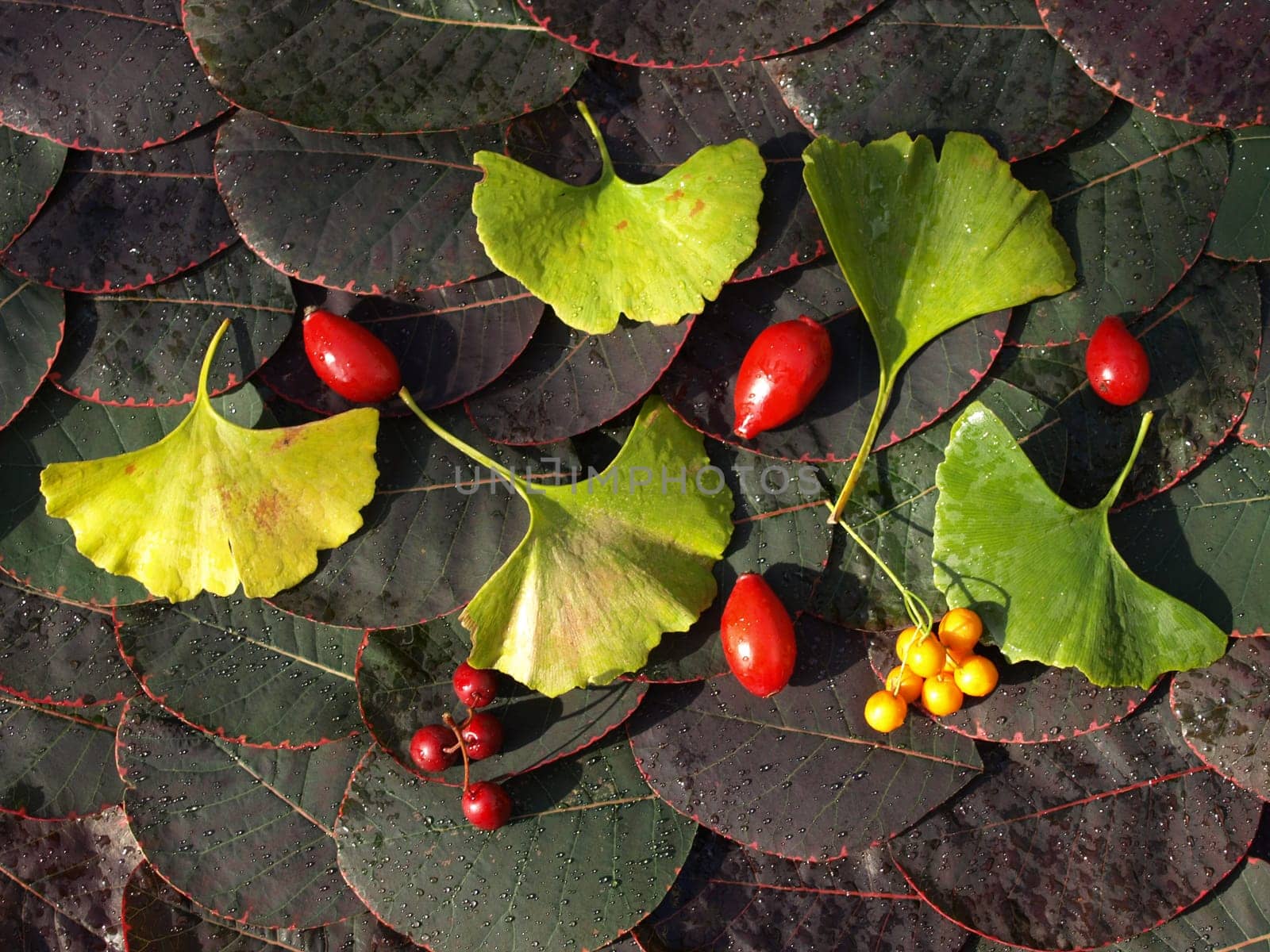 Leaf Berry Collage