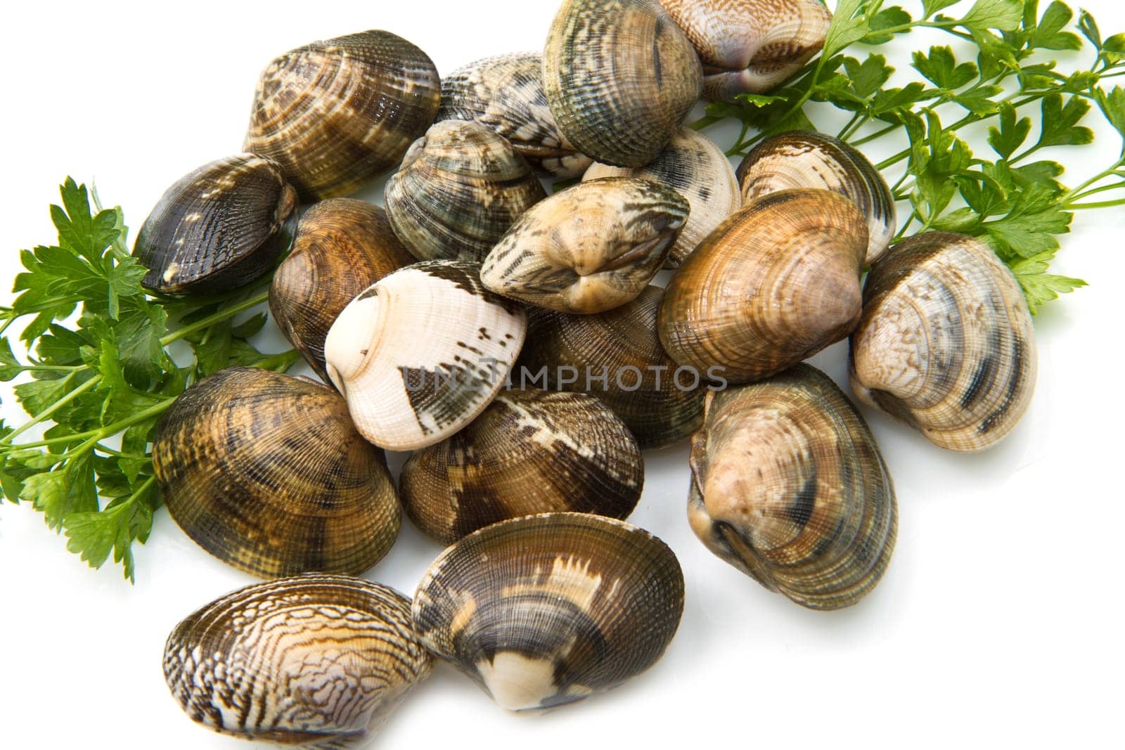 Live clams in isolated white background