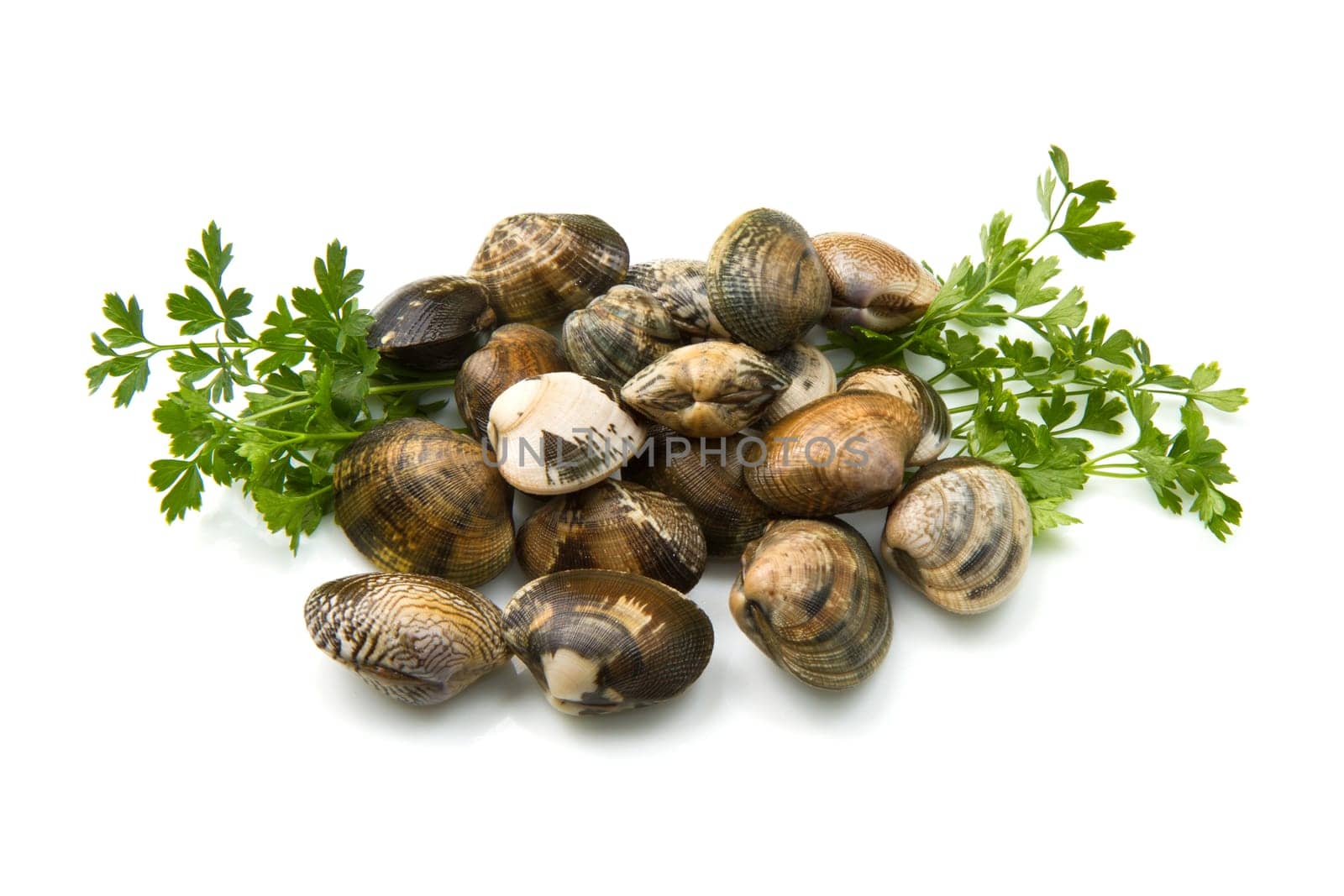 Live clams in isolated white background