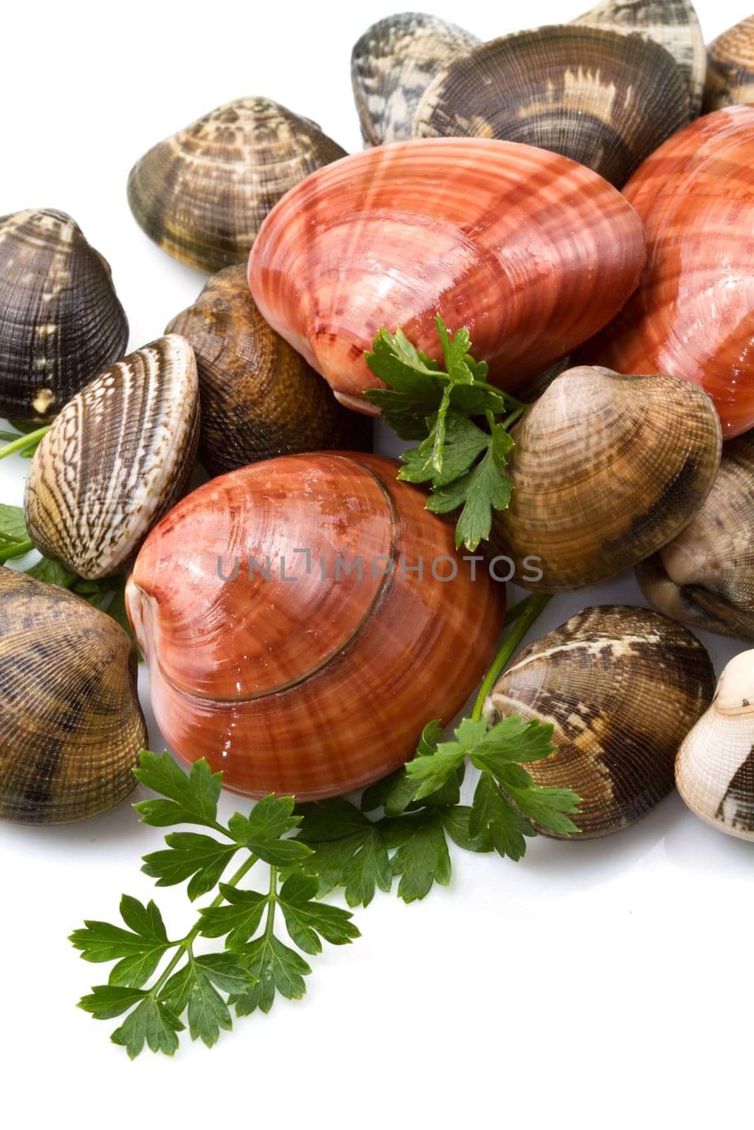 clams isolated on a white background