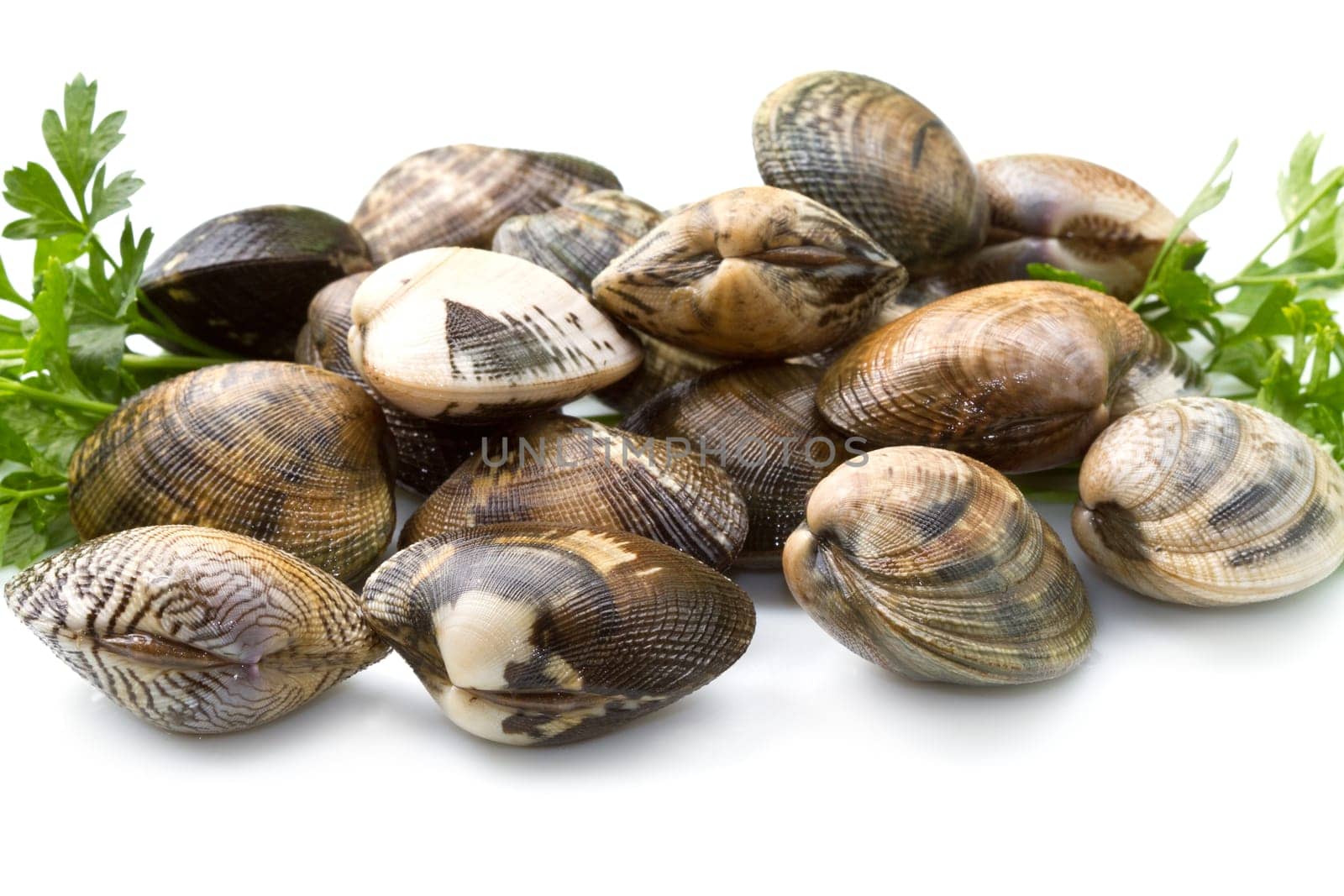 Live clams in isolated white background