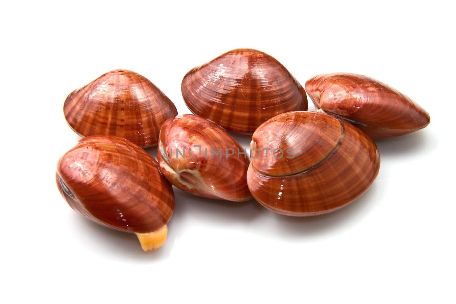 Smooth clams isolated on a white background