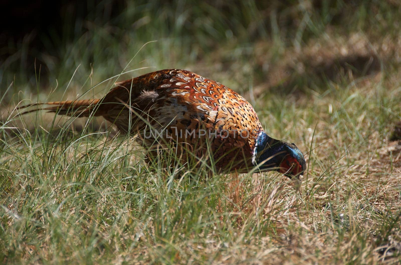 pheasant [Phasianus colchicus] search for food in gras