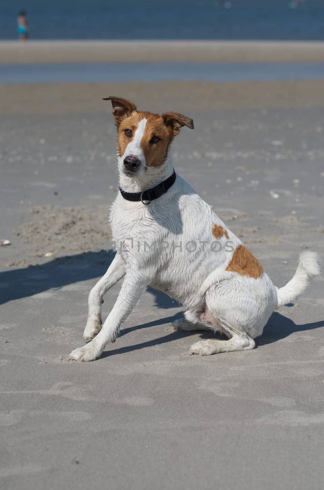 Jack Russel Terrier sitting at the beach