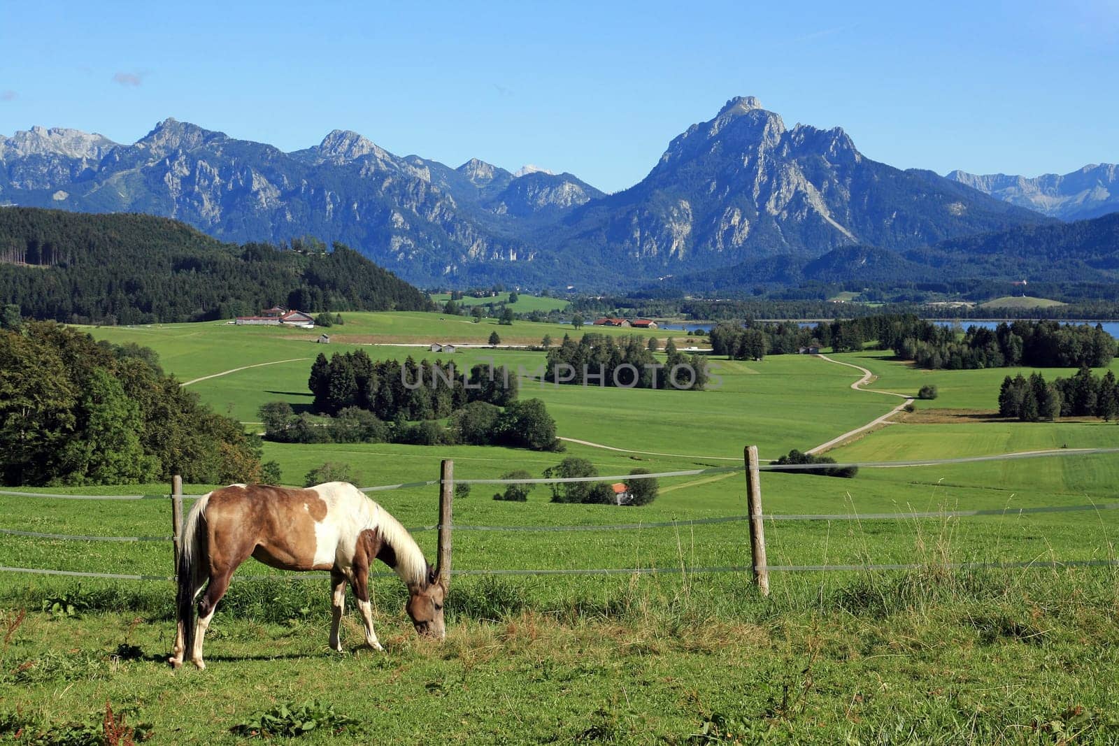 A horse grazes in front of the wonderful Kullisse of the Alps in the Allgäu