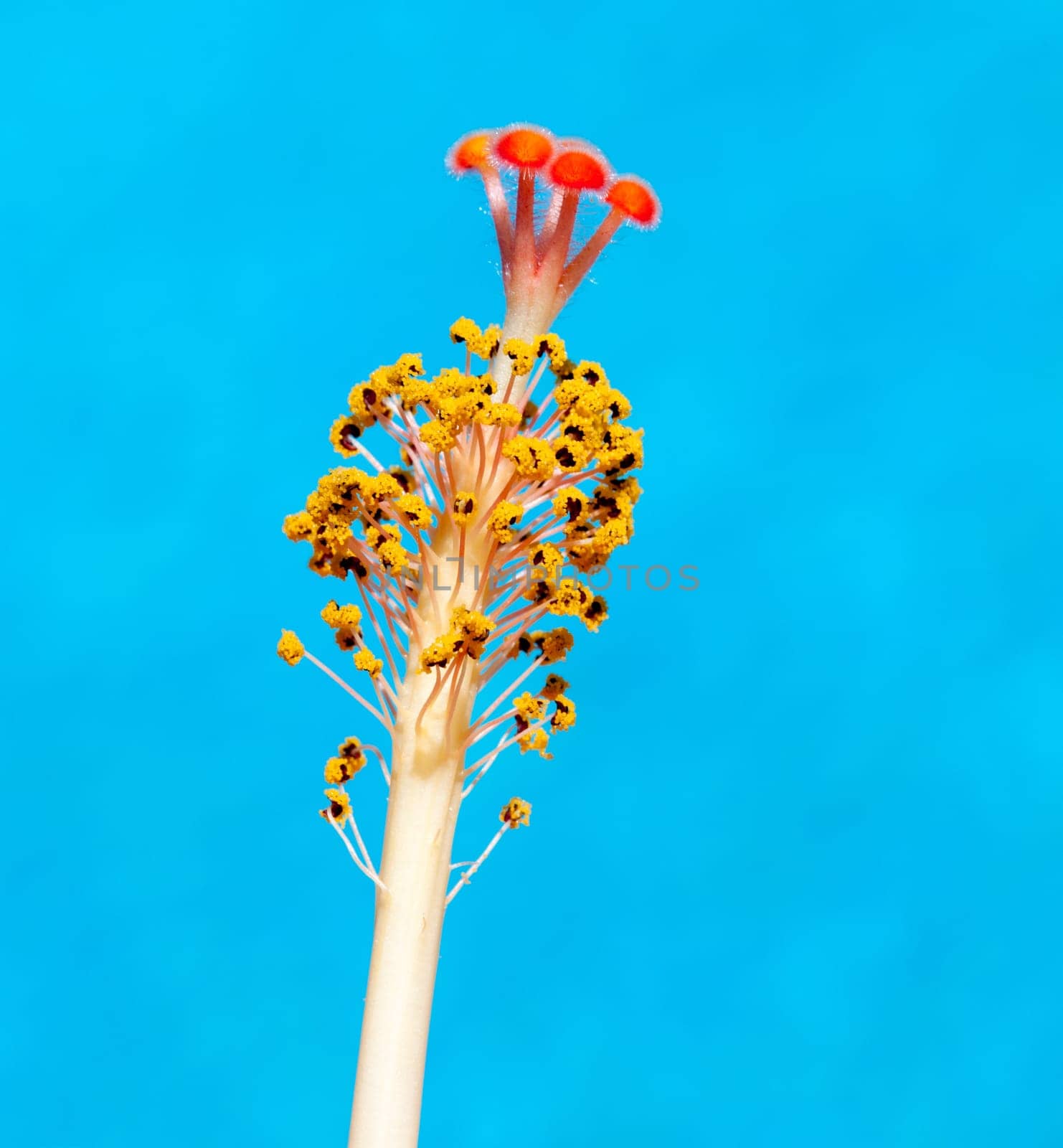Macro image of the stamen and pollen of a hibuscus flower photographed against the reflected blue of a pool